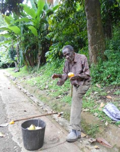 Cacao Gomme en bord de route - Sao Tomé