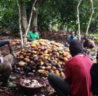 Opening pods. A Sunday morning in a cocoa plot near Abenguru, Ivory Coast